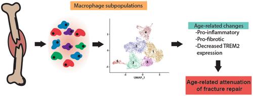 Age-related changes to macrophage subpopulations and TREM2 dysregulation characterize attenuated fracture healing in old mice