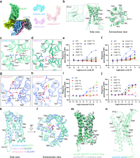 Molecular basis of ligand recognition and activation of the human succinate receptor SUCR1