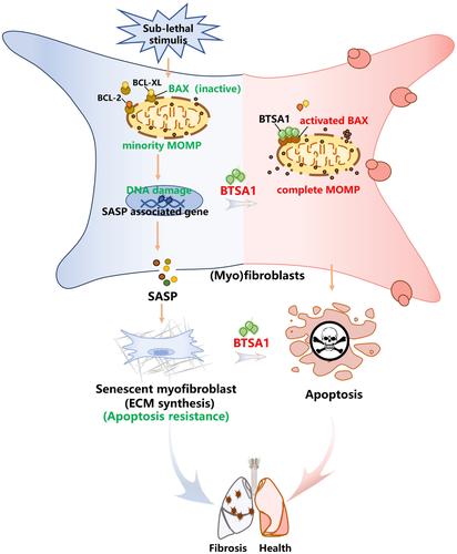 A novel senolytic drug for pulmonary fibrosis: BTSA1 targets apoptosis of senescent myofibroblasts by activating BAX