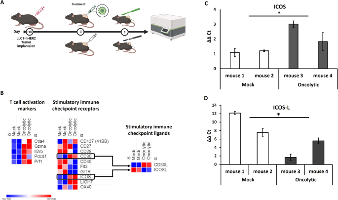 Integrating system biology and intratumor gene therapy by trans-complementing the appropriate co-stimulatory molecule as payload in oncolytic herpes virus