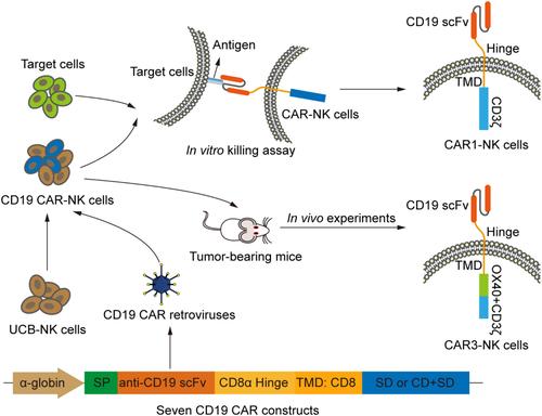 Comparison of seven CD19 CAR designs in engineering NK cells for enhancing anti-tumour activity