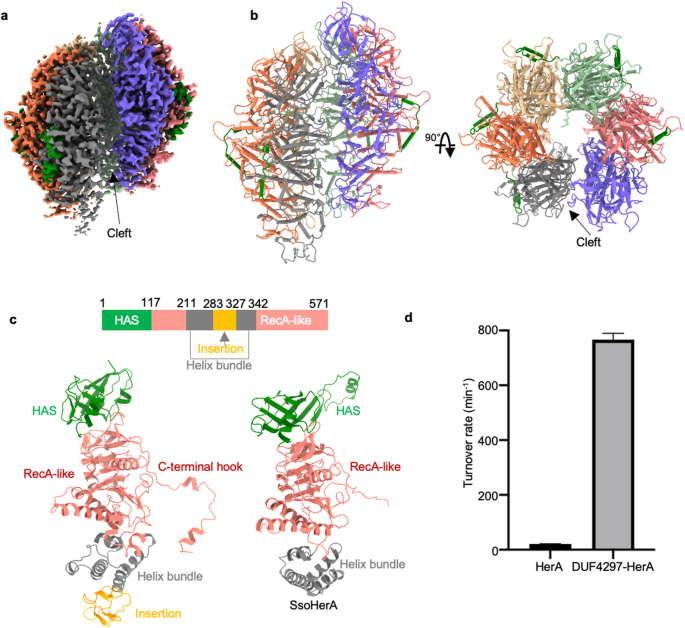 Molecular and structural basis of an ATPase-nuclease dual-enzyme anti-phage defense complex