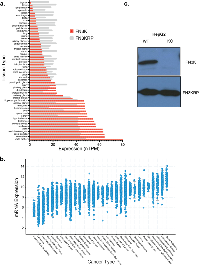 Multi-omics reveals new links between Fructosamine-3-Kinase (FN3K) and core metabolic pathways.