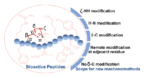 His-Tagging: Exploring Precise Chemical Modification of Histidine-Containing Bioactive Peptide Sequences