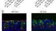 The anion exchanger slc26a3 regulates colonic mucus expansion during steady state and in response to prostaglandin E<sub>2</sub>, while Cftr regulates de novo mucus release in response to carbamylcholine.