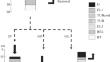 Physical Properties of Upper Mineral Soil Horizons in a Cutover Area of the Middle Boreal Forest in the Komi Republic