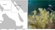 Reproductive cycle of the black coral Antipathes galapagensis in the Bay of La Paz, Gulf of California, Mexico