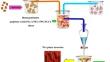 Synthesis and Characterization of the Novel Nanocomposites Based on Graphene Oxide/PLLA/PEG-PPG/PLCL Hybrids for Mechanical and Biomedical Applications