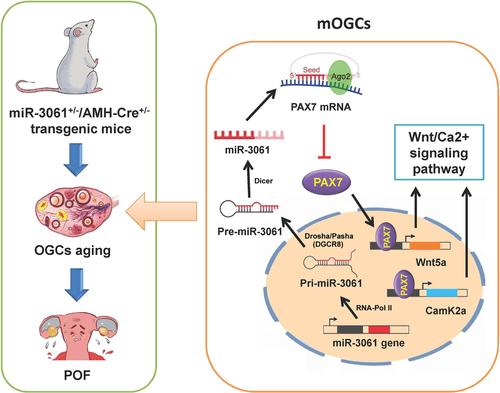 MicroRNA-3061 downregulates the expression of PAX7/Wnt/Ca2+ signalling axis genes to induce premature ovarian failure in mice