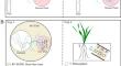 Unraveling the diversity of hyphal explorative traits among Rhizophagus irregularis genotypes.