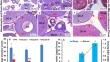 Nitric oxide mediated kisspeptin regulation of steroidogenesis and gametogenesis in the catfish, Clarias batrachus.