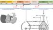 Piece and parcel of gymnosperm organellar genomes.