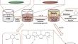 A noble composite film of cellulose/polypyrrole/MXene for electromagnetic interference shielding and infrared thermal camouflage