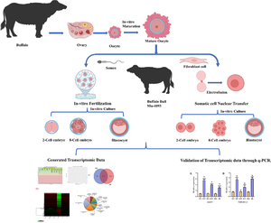 Comparative transcriptome profile of embryos at different developmental stages derived from somatic cell nuclear transfer (SCNT) and in-vitro fertilization (IVF) in riverine buffalo (Bubalus bubalis).