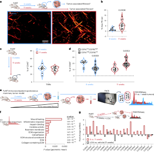 Tumor-associated macrophages restrict CD8+ T cell function through collagen deposition and metabolic reprogramming of the breast cancer microenvironment