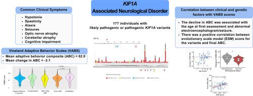 Heterogeneity of comprehensive clinical phenotype and longitudinal adaptive function and correlation with computational predictions of severity of missense genotypes in KIF1A-associated neurological disorder