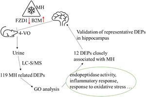 Urine Proteomic Signatures of Mild Hypothermia Treatment in Cerebral Ischemia-Reperfusion Injury in Rats.