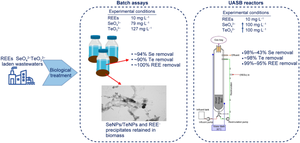 Simultaneous removal of critical rare earth elements and chalcogen oxyanions by anaerobic granular sludge