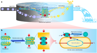 Wastewater denitrification driven by mechanical energy through cellular piezo-sensitization