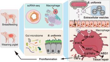 Extracellular vesicles of Bacteroides uniformis induce M1 macrophage polarization and aggravate gut inflammation during weaning