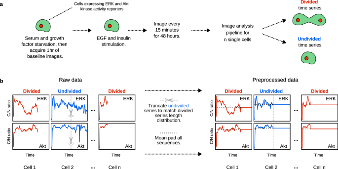 Low-frequency ERK and Akt activity dynamics are predictive of stochastic cell division events.