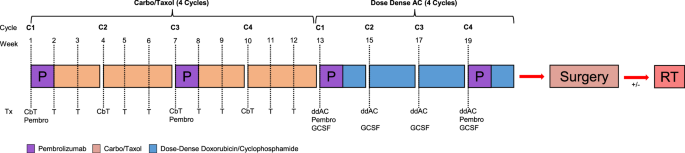 Dose dense doxorubicin plus cyclophosphamide in a modified KEYNOTE522 regimen for triple negative breast cancer.