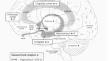 Neurochemical Anatomy of Cushing's Syndrome.