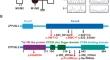 Identification of novel compound heterozygous ZFP36L2 variants implicated in oocyte maturation defects and female infertility.