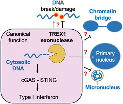 T-Rex escaped from the cytosolic park: Re-thinking the impact of TREX1 exonuclease deficiencies on genomic stability