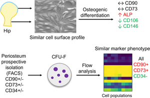 In Vitro Cell Surface Marker Expression on Mesenchymal Stem Cell Cultures does not Reflect Their Ex Vivo Phenotype.