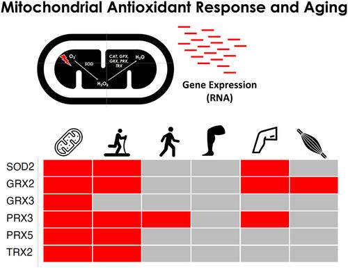 Expression of mitochondrial oxidative stress response genes in muscle is associated with mitochondrial respiration, physical performance, and muscle mass in the Study of Muscle, Mobility, and Aging