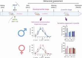 Comparison of predictive validity of two autism spectrum disorder rat models: Behavioural investigations