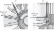 Possibilities of Using Active Neutral Particle Diagnostics at the TRT Facility