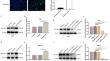 Knockdown of EIF2AK2-OAS1 axis reduces ATP production inducing AMPK phosphorylation to inhibit the malignant behavior of gastric cancer cells.