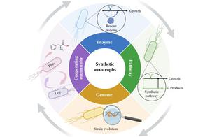 Synthetic auxotrophs accelerate cell factory development through growth-coupled models