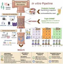 Unveiling the influence of a probiotic combination of Heyndrickxia coagulans and Lacticaseibacillus casei on healthy human gut microbiota using the TripleSHIME® system