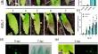 A versatile, rapid Agrobacterium-mediated transient expression system for functional genomics studies in cannabis seedling.