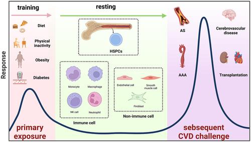 Trained immunity: A link between risk factors and cardiovascular disease.