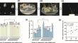 Spontaneous chromosome instability and tissue culture-induced karyotypic alteration in wheat-Thinopyrum intermedium alien addition lines.