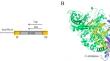 Tn5 transposase: a key tool to decrypt random transposition