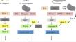 Exploring caspase functions in mouse models