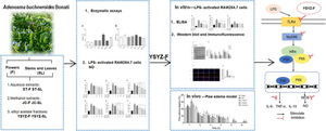 Ethnopharmacological study on Adenosma buchneroides Bonati inhibiting inflammation via the regulation of TLR4/MyD88/NF-κB signaling pathway