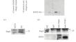 Drosophila melanogaster Paip2 Binds ENY2 and Interacts with the TREX-2 Complex in Histone mRNP Particles