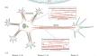 Cytoplasmic mRNA Transport: Adaptors of mRNA Binding to Microtubule Motor Proteins