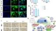 Endothelial Cells Promote Pseudo-islet Function Through BTC-EGFR-JAK/STAT Signaling Pathways