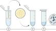 Marrow Adipocyte Senescence in the Pathogenesis of Bone Loss.