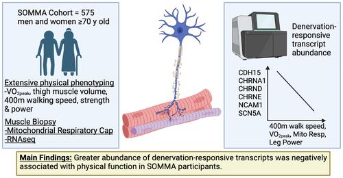 Higher expression of denervation-responsive genes is negatively associated with muscle volume and performance traits in the study of muscle, mobility, and aging (SOMMA)