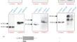 Participation of Proteins of the CPSF Complex in Polyadenylation of Transcripts Read by RNA Polymerase III from SINEs