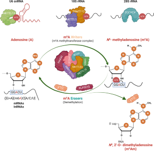 Regulatory roles of N6-methyladenosine (m6A) methylation in RNA processing and non-communicable diseases