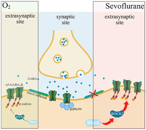 Sevoflurane-induced overexpression of extrasynaptic α5-GABAAR via the RhoA/ROCK2 pathway impairs cognitive function in aged mice